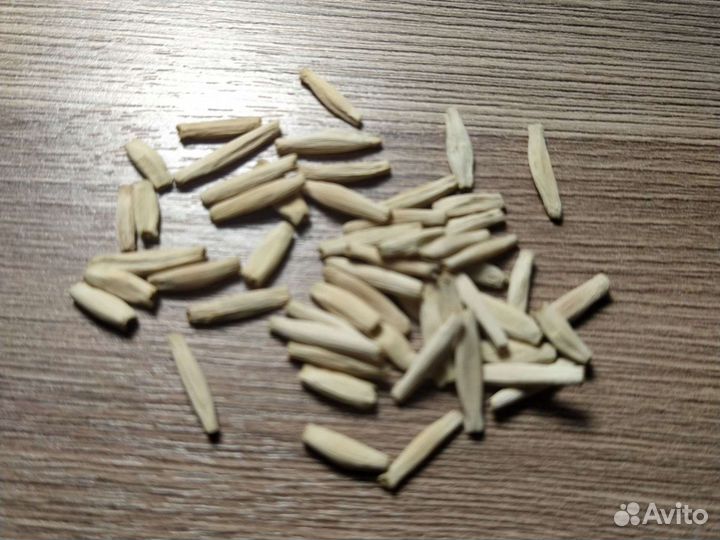 Адениум обессум