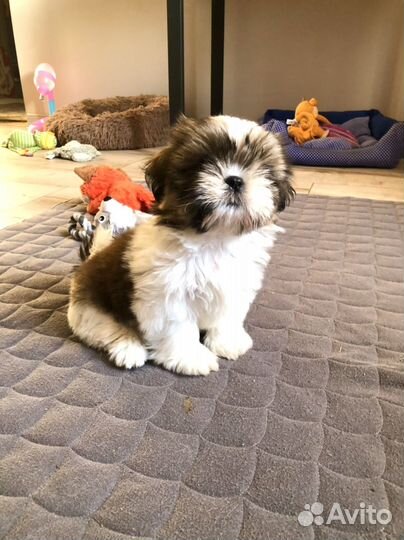 Куколки ши-тцу