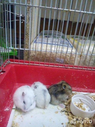 Джунгарики