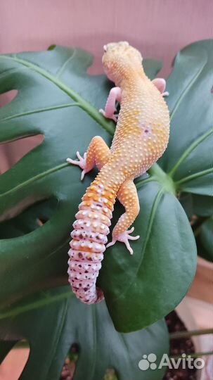 Геккон эублефар