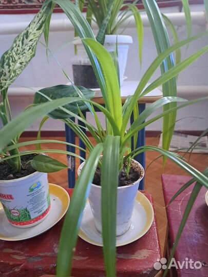 Фикус Бенджамина большой