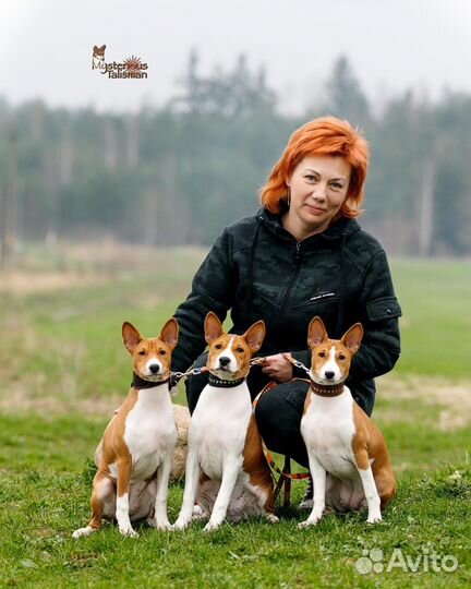 Щенки басенджи