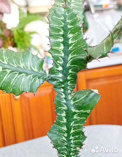 Редкие вариегатные эуфорбии