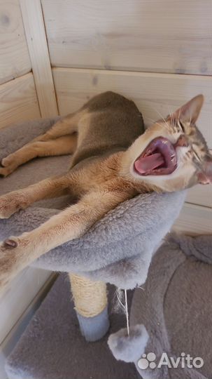 Абиссинская