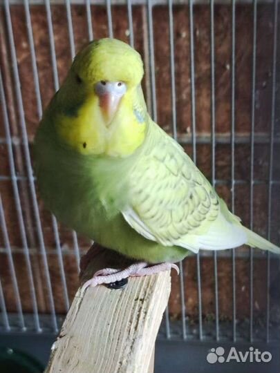 Выставочный волнистый попугай, самка