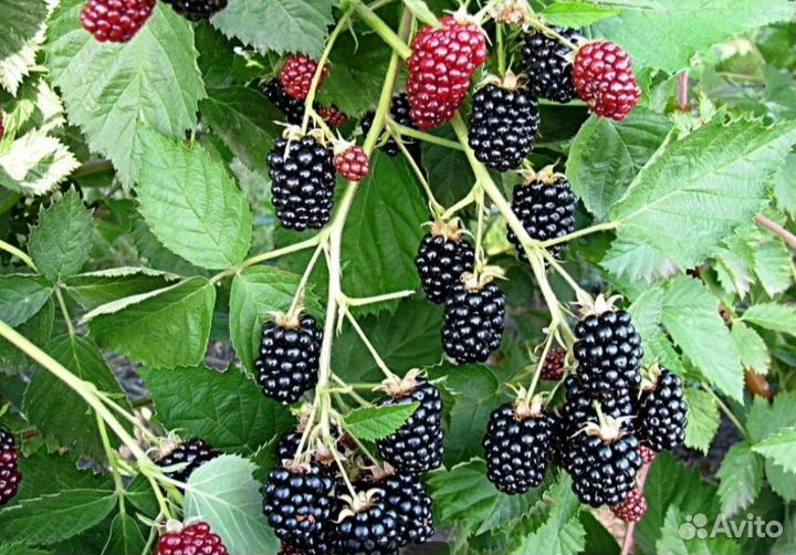 Ежевика Торнфри саженцы
