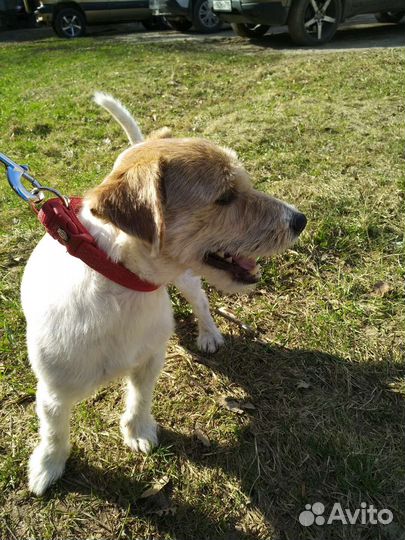 Джек Рассел терьер