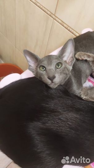 Ориентальные котята