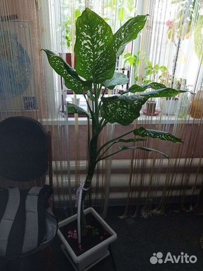 Комнатные цветы