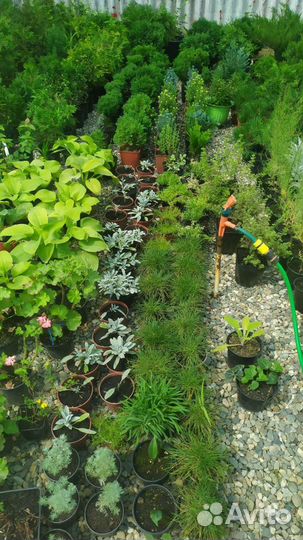 Растения для сада