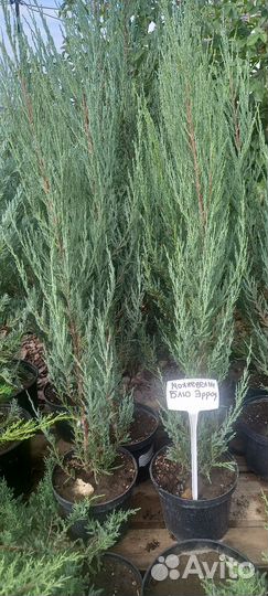 Можжевельник скальный Блю Эрроу для живой изгороди