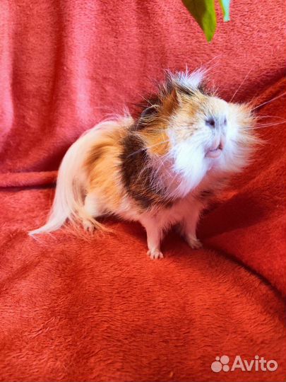 Морские свинки