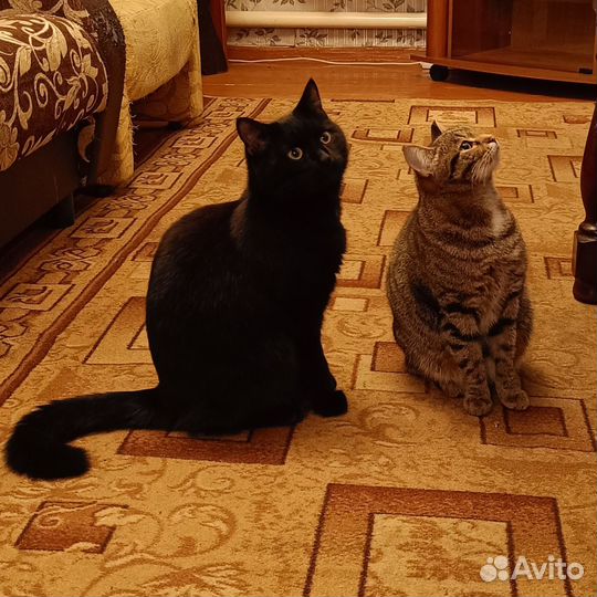 Кошка ищет хозяев