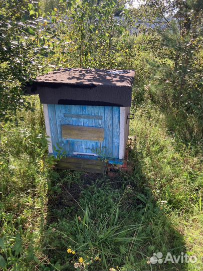 Ульи, пчелы и пчелиный инвентарь