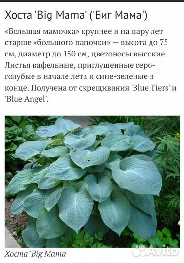 Хоста Биг Мама