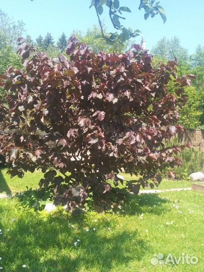 Фундук краснолистный (орешник). Саженцы