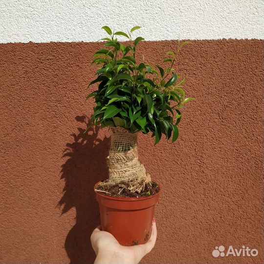 Фикус наташа