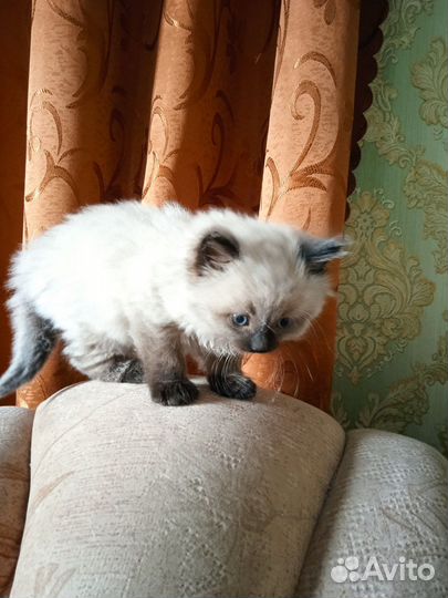 Сиамский котенок
