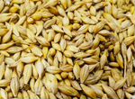 Зерно ячмень пшеница