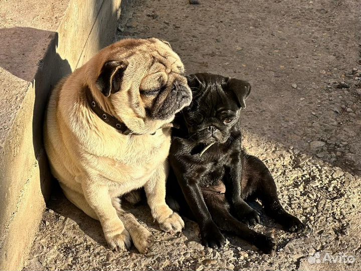 Консультация зоопсихолога