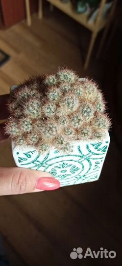 Кактус опунция, маммилярия