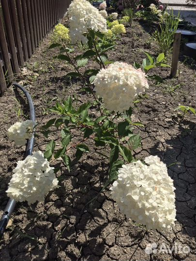 Гортензия саженцы