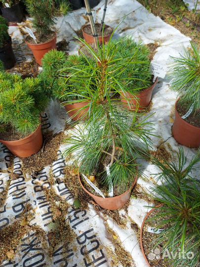 Pinus koraiensis 'Jack Corbit'40см