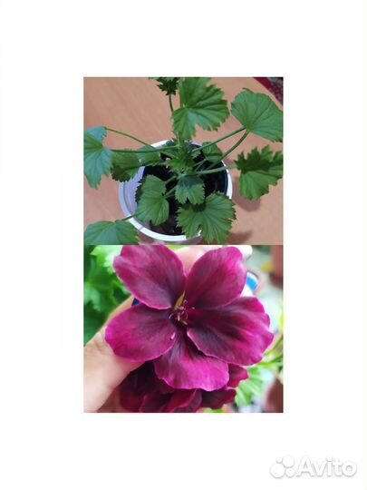 Пеларгонии