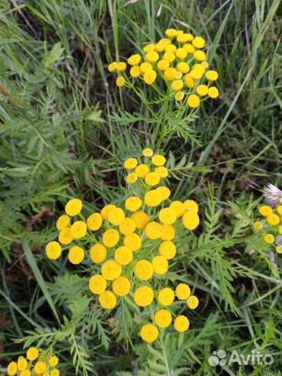 Пижма лекарственная