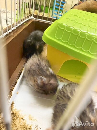 Серийские хомяки