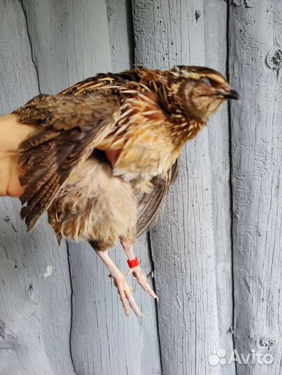 Перепел фараон утяжелённый