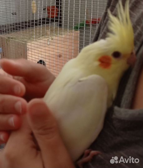 Волнистые попугайчики