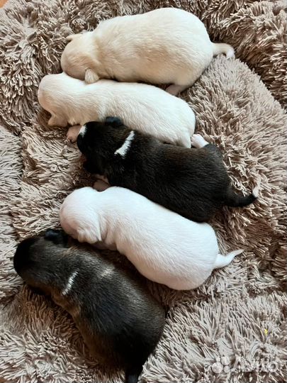 Щенки чихуахуа