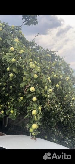 Сок яблочный домашний из гореых яблок