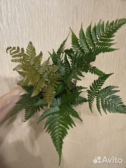 Папоротник птерис