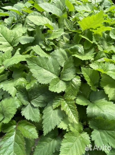 Саженцы ежевики