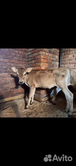 Телочка джерси чистопородная