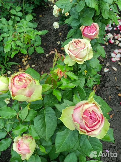 Кустовые розы саженцы принимаю заказы