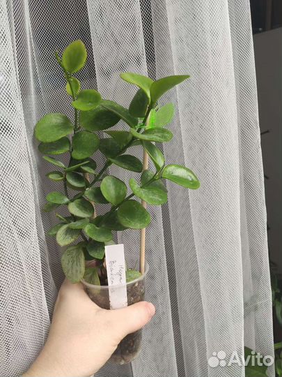 Хойя бьякенсис -Hoya sp. Biak (Biakensis)