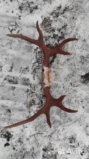 Рога лося на кости