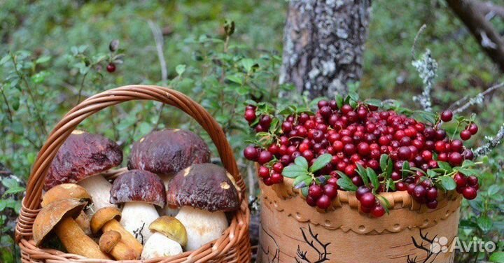 Грибы свежие