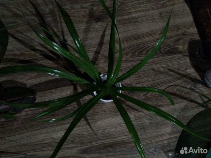 Пеперомия,Колеус,Декабрист,Панданус,Хатиора,Бегони