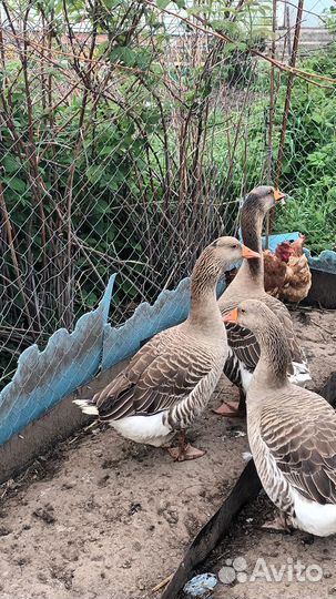 Семья Гусей