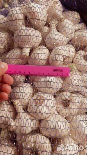 Чеснок Любаша