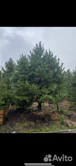 Сосна 2,5-3м