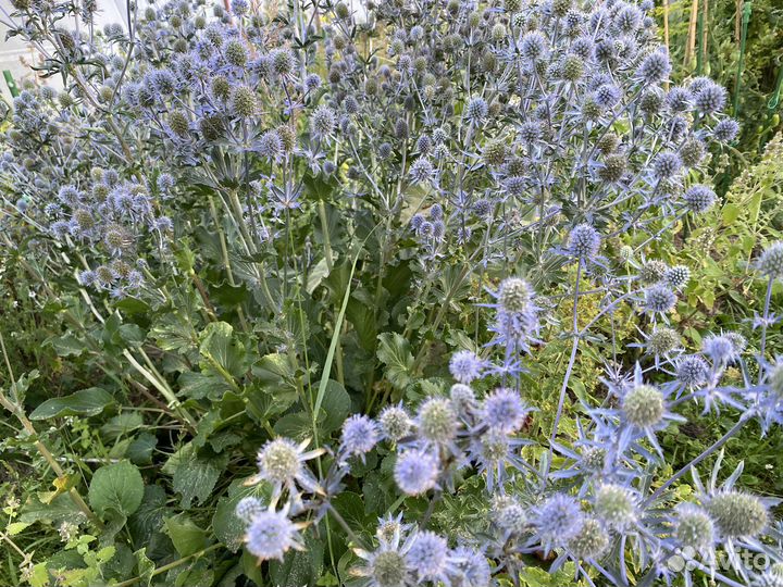 Синеголовник