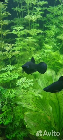 Аквариумные рыбки