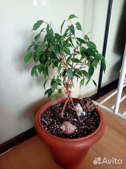 Домашние растения.Декор