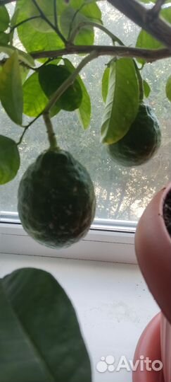 Комнатные растения