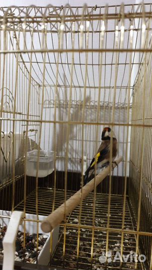 Щегол чиж зеленушка